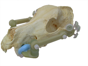 Veterinary_FID and skull